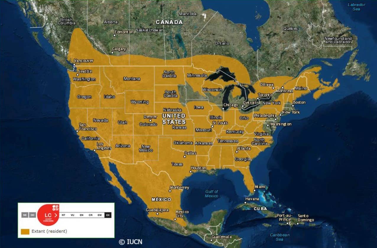 Bobcat range map for the USA