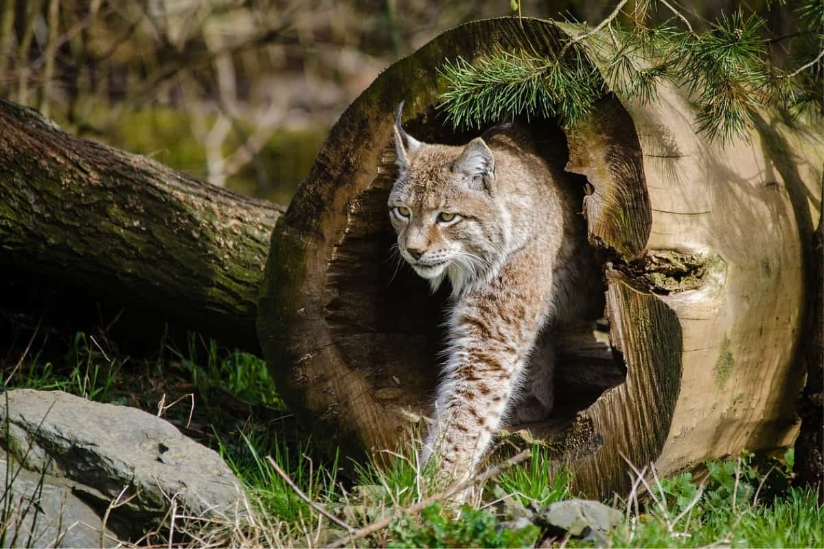 Bobcat stay in the tree log during day time.