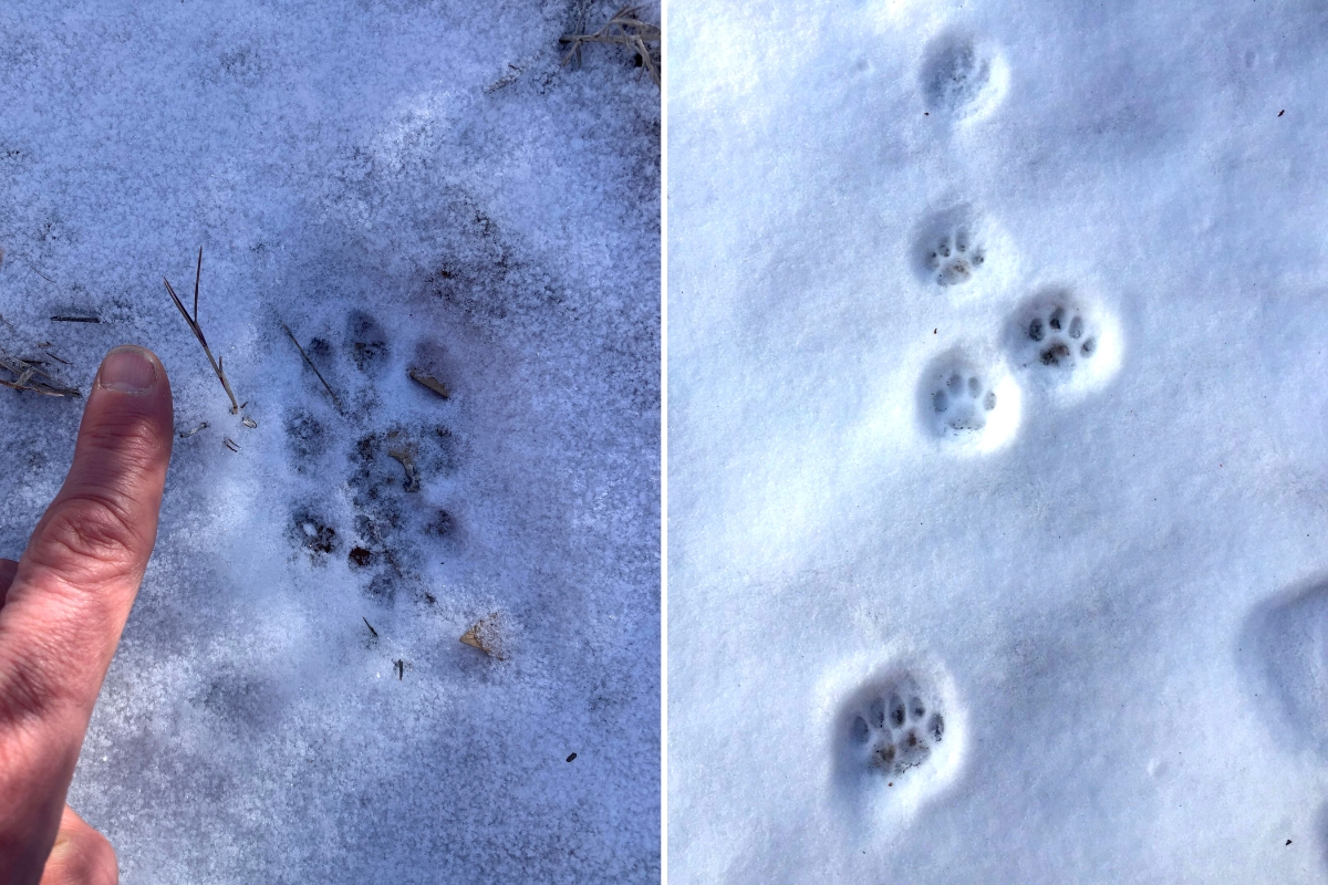 Bobcat foot prints in snow