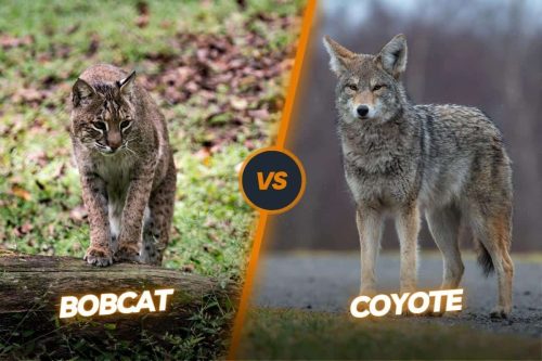 Bobcat vs Coyote