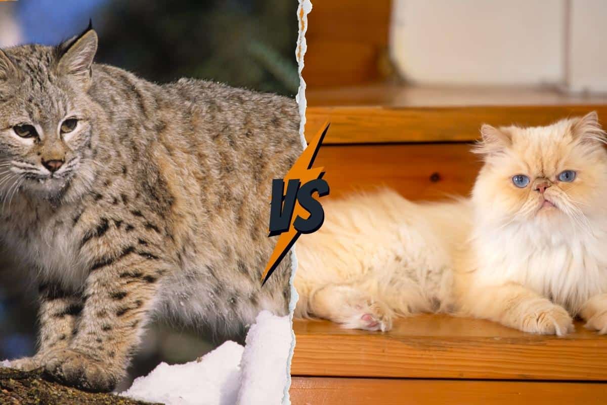 Bobcat vs House cat coat pattern