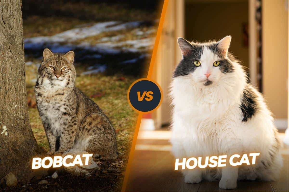 Bobcat vs House cat