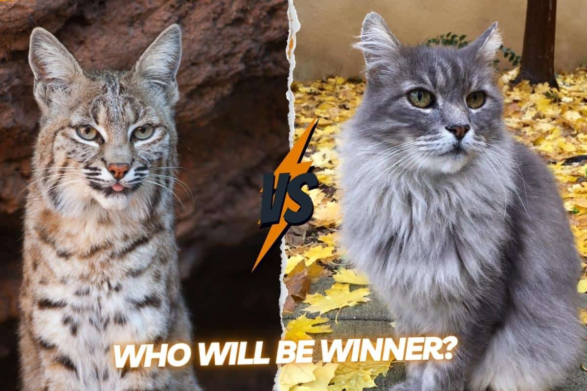Bobcat vs Maine coon: who would be the ultimate winner