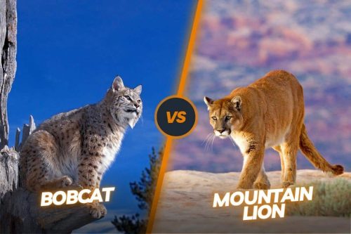Bobcat vs Mountain Lion: The Top Predators Of North America