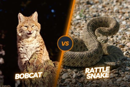 Bobcat vs Rattlesnake: Nature’s Unpredictable Encounter