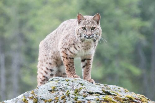 Bobcats In New Jersey: Exploring The Elusive Wild Cats Of NJ