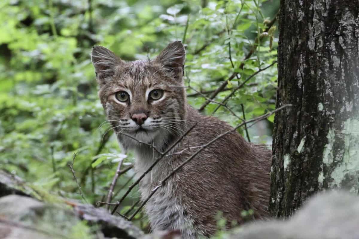 Bobcat in New Jersey forest