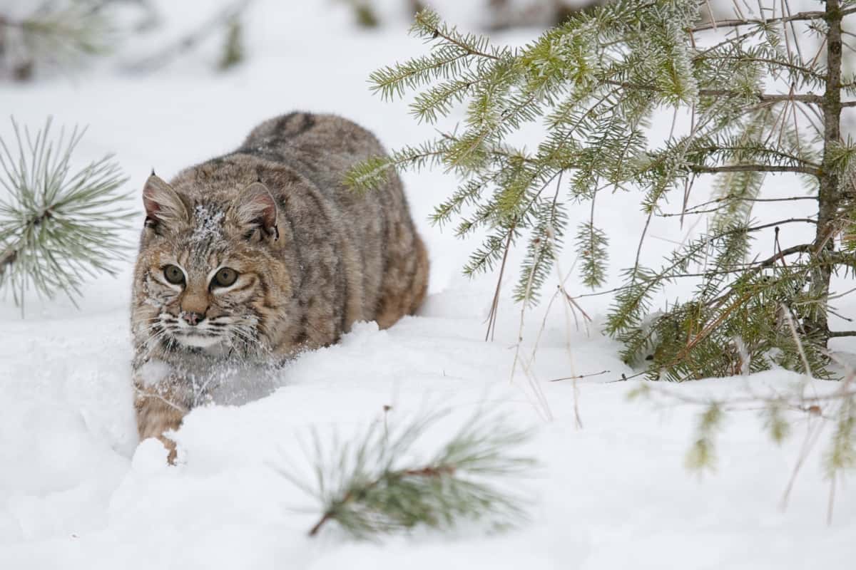 Bobcats endangered due to hunting