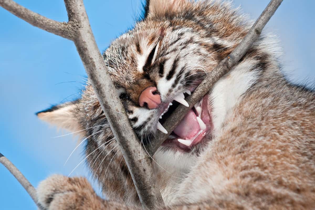 Bobcat biting on a tree branch