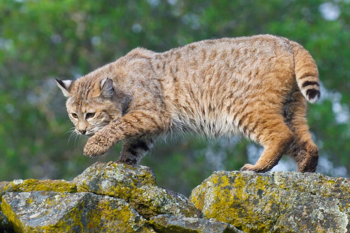 Bobcats have shorter tails vs mountain lions