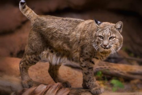 Bobcats in Georgia: Exploring Georgia’s Bobcat Population