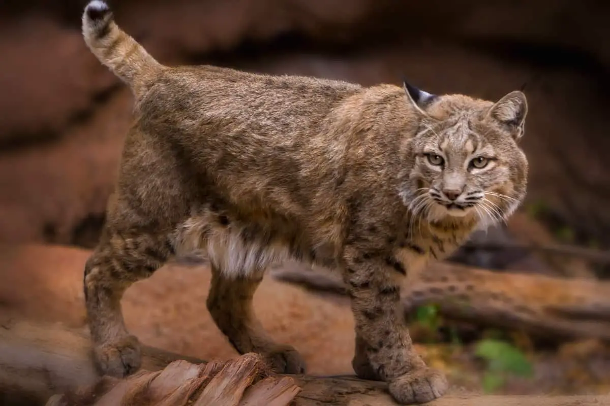 Bobcats in Exploring Bobcat Population