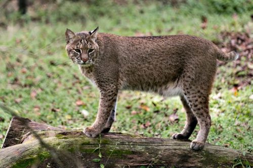 Exploring Bobcats in Illinois: Habitat, Behavior, and Conservation