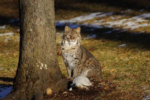 Bobcats in Mississippi: Exploring Mississippi’s Bobcat Habitat