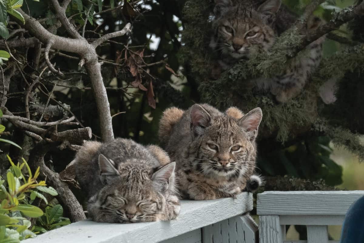 Bobcats living near our home