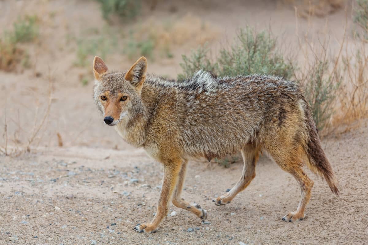 Coyote Fur Coat Example
