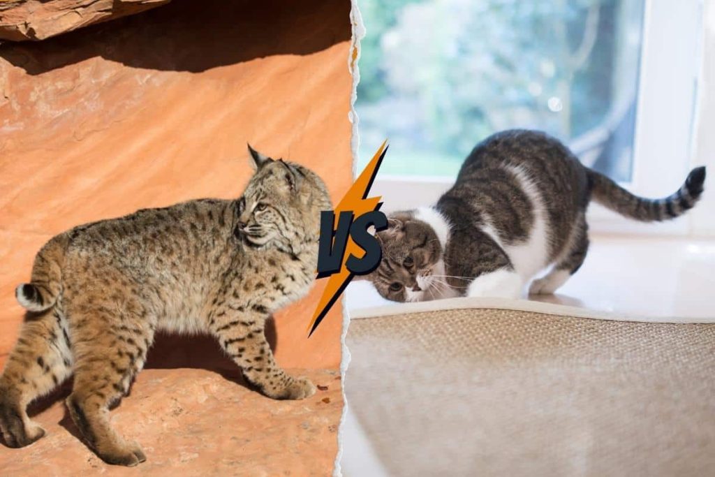 Housecats can have tails twice as long as bobcats.