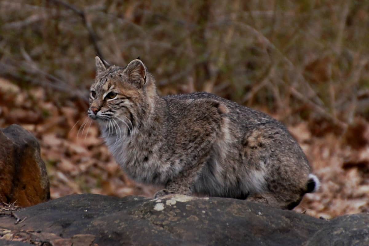 How bobcats are being protected in some areas