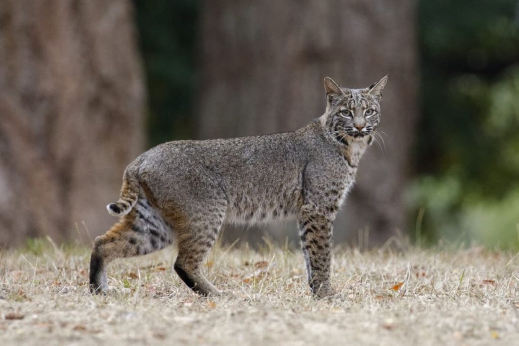 How to identify a bobcat