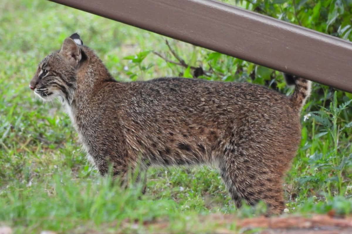 Hunting and trapping of Illinois bobcats is officially allowed since 2016.
