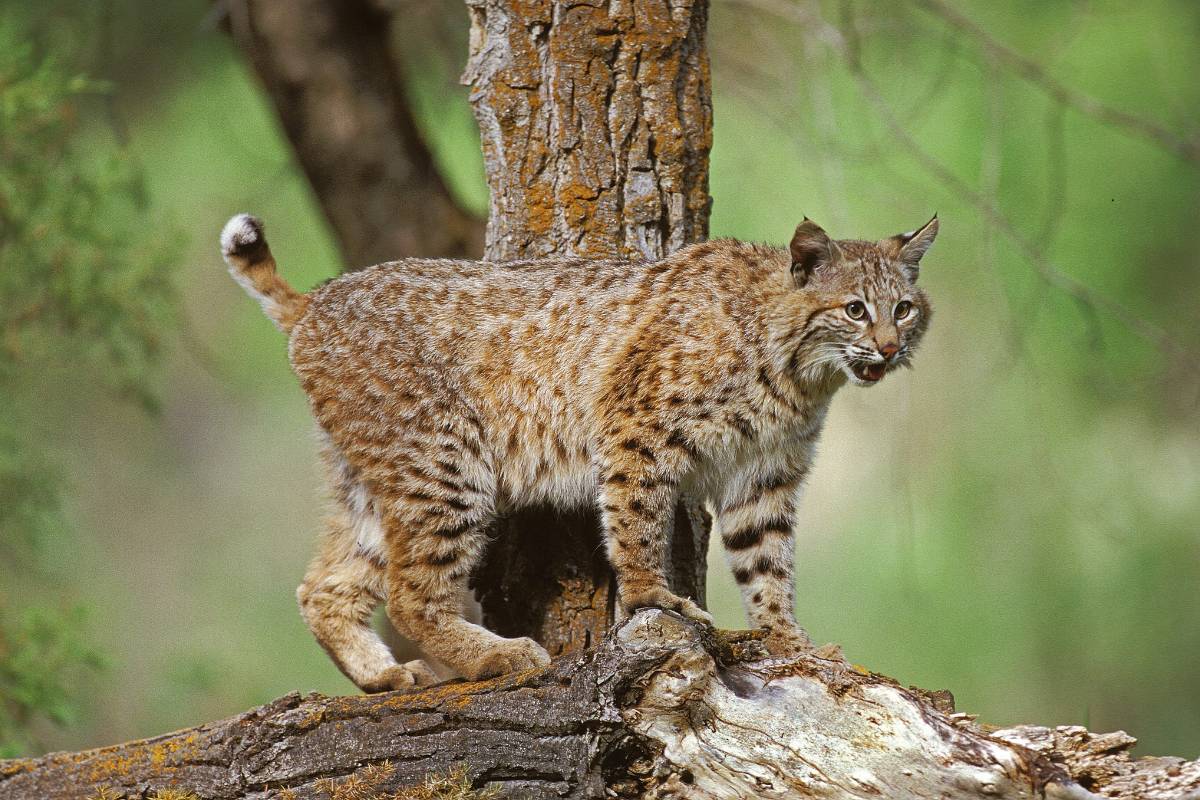 Hunting of bobcat is allowed but there are certain rules to follow.
