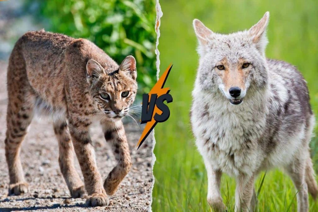 Key differences between bobcats and coyotes