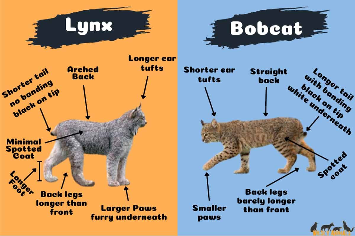 Key differences between bobcats and lynxes infographics