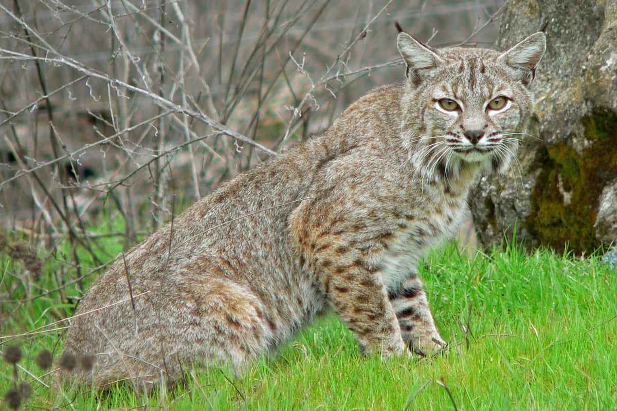 Lynx Rufus Escuinapae