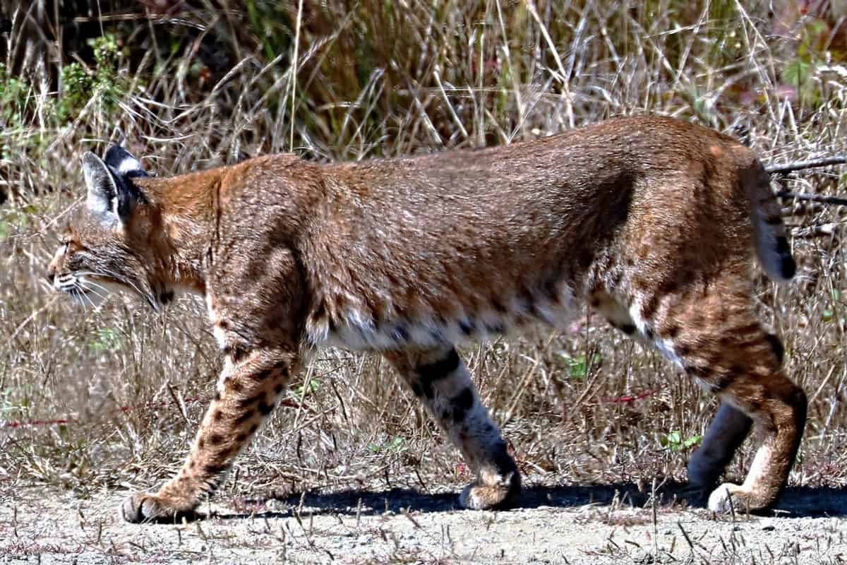 Lynx Rufus Fasciatus wetsern bobcat