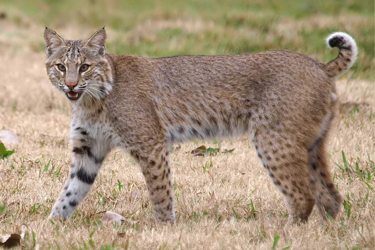 Lynx rufus rufus specie of bobcat