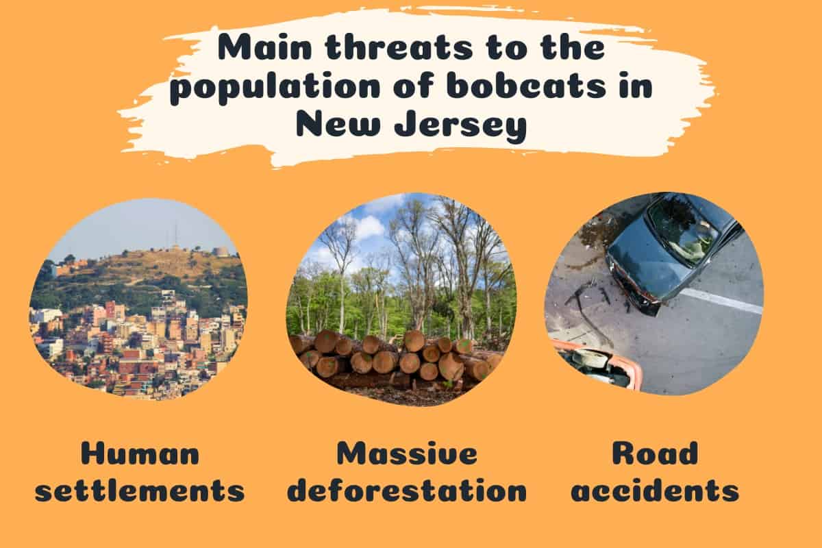 Main threats to the population of NJ bobcat - infographics