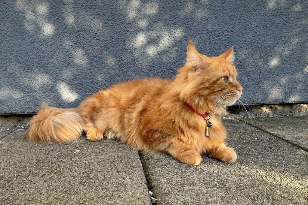 Maine coon with solid color coat