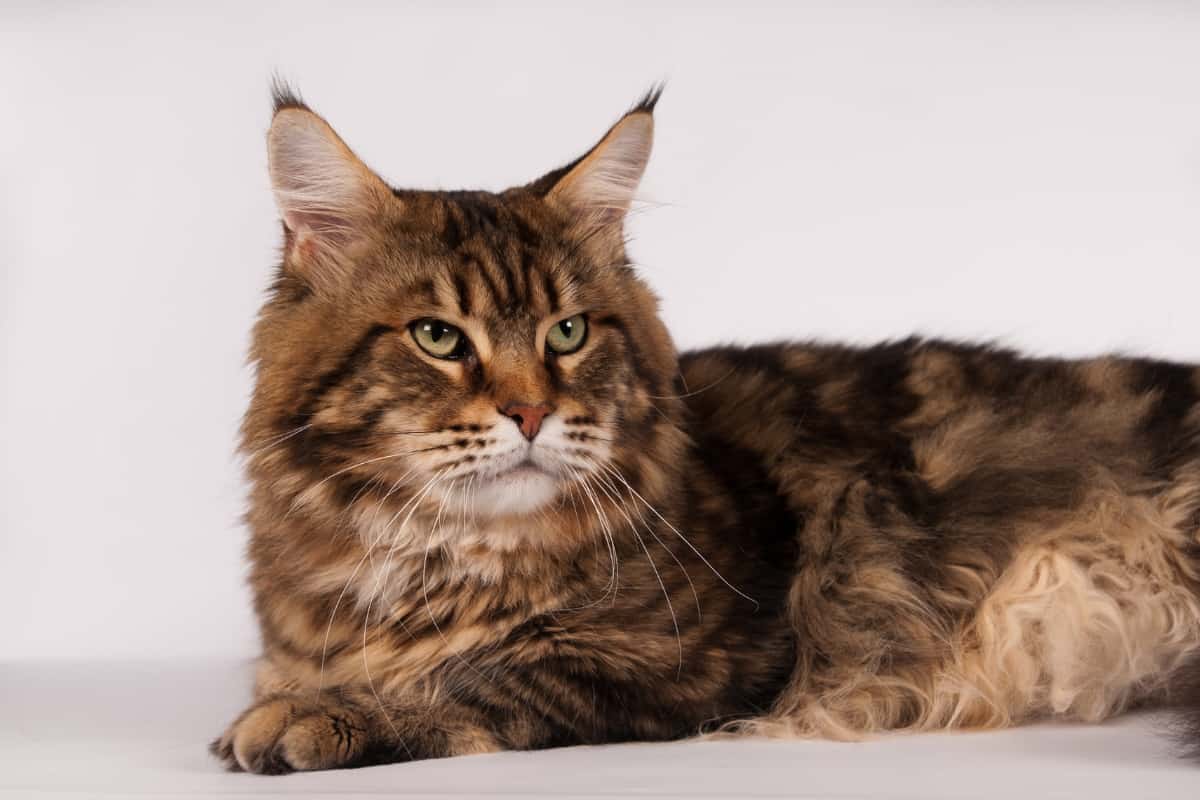 Maine coons cat overview
