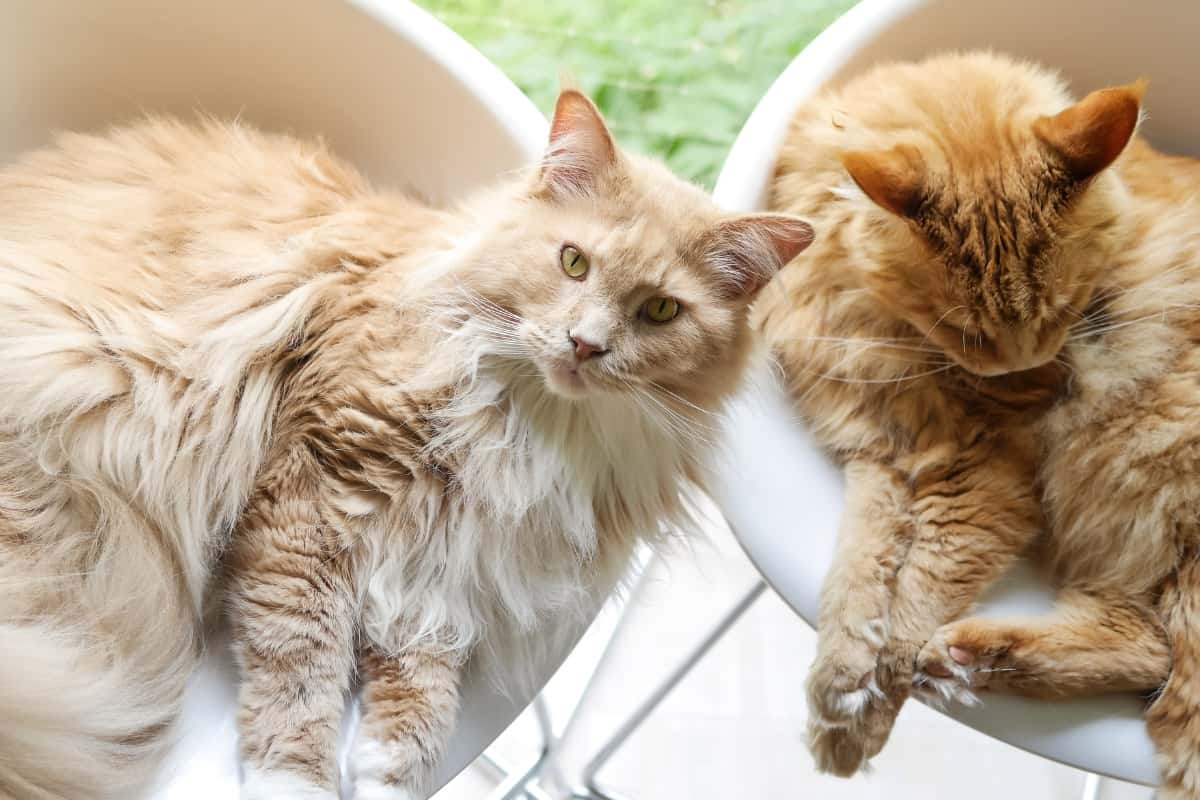 Maine coons with tuft ears and large bodies