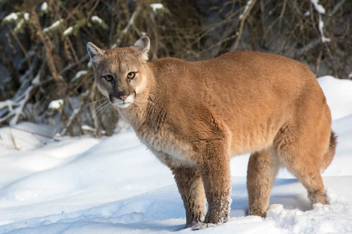 Mountain Lions are bigger in size than bobcats