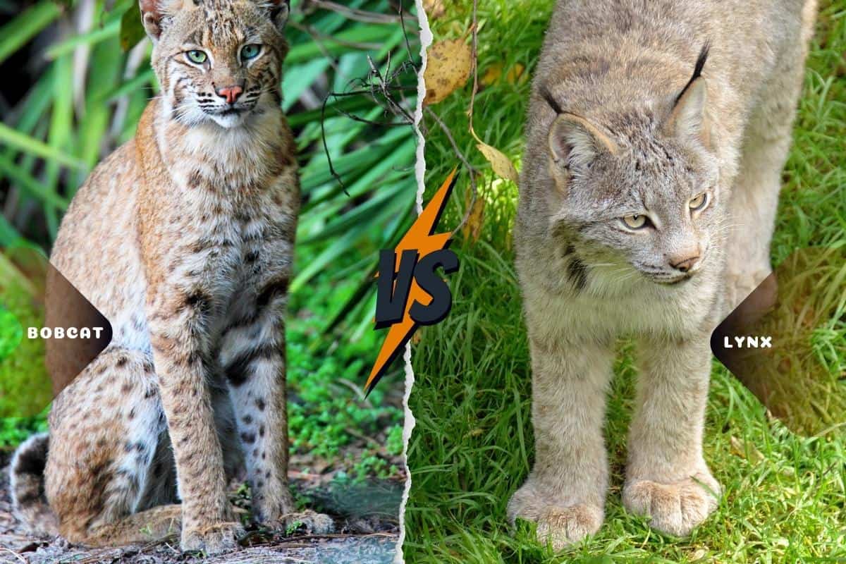 Paw size of bobcat and lynx