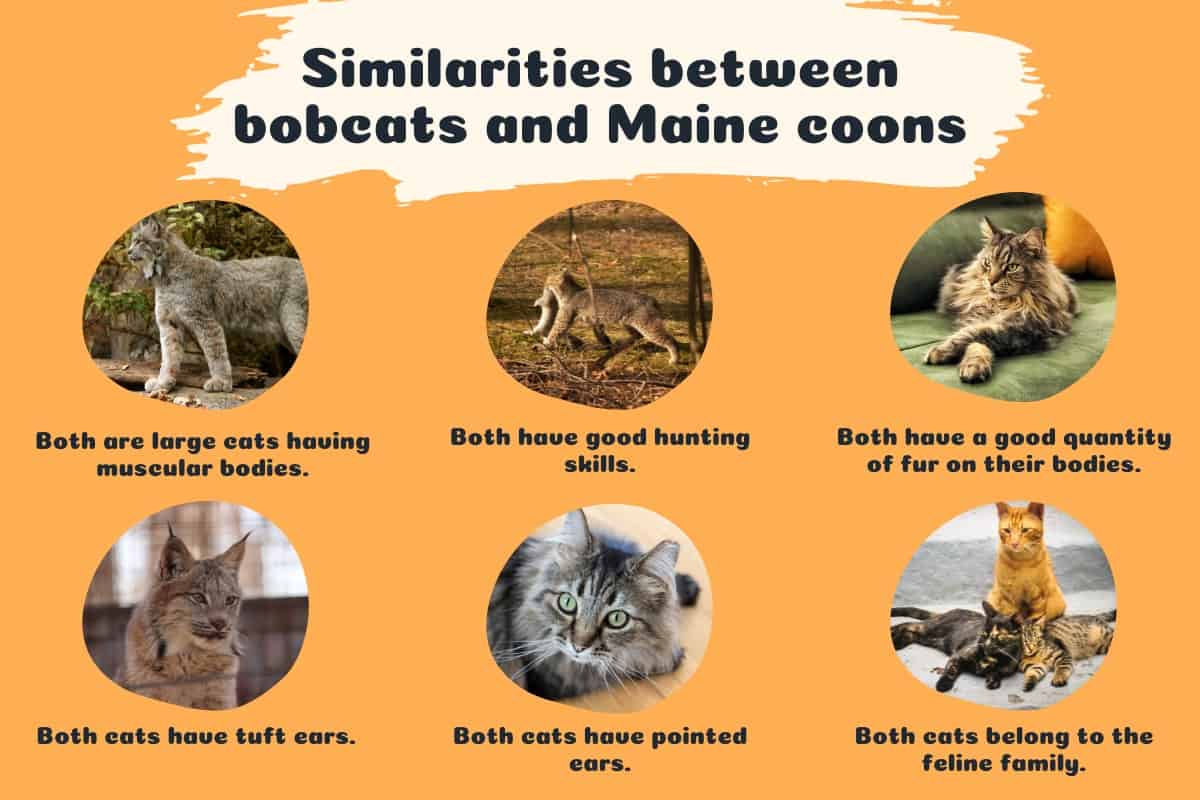 Similarities between bobcats and Maine coon infographics