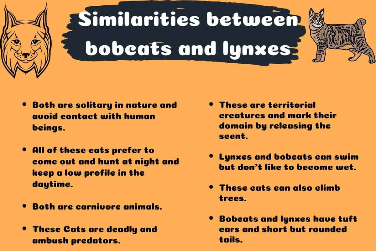 Similarities between bobcats and lynxes