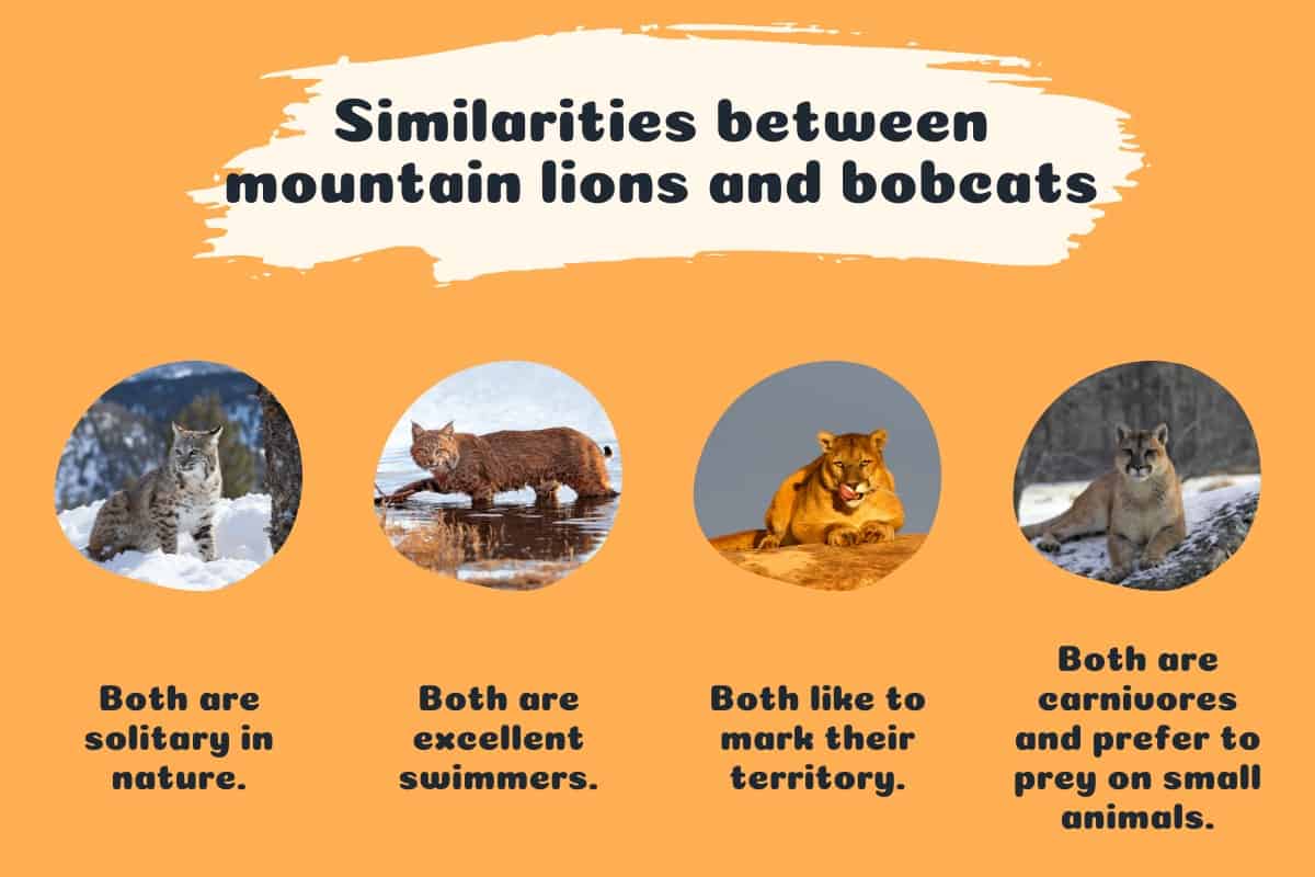 Similarities between mountain lions and bobcats - infographics