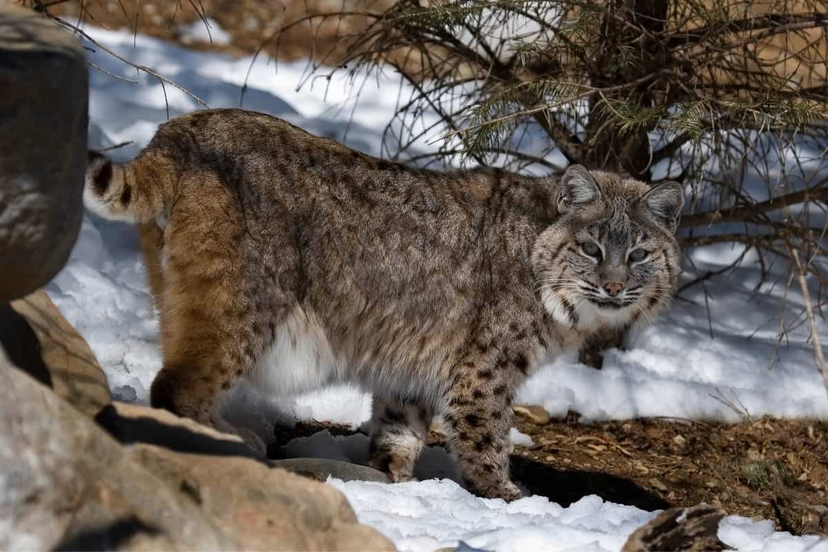 Some interesting facts about bobcats