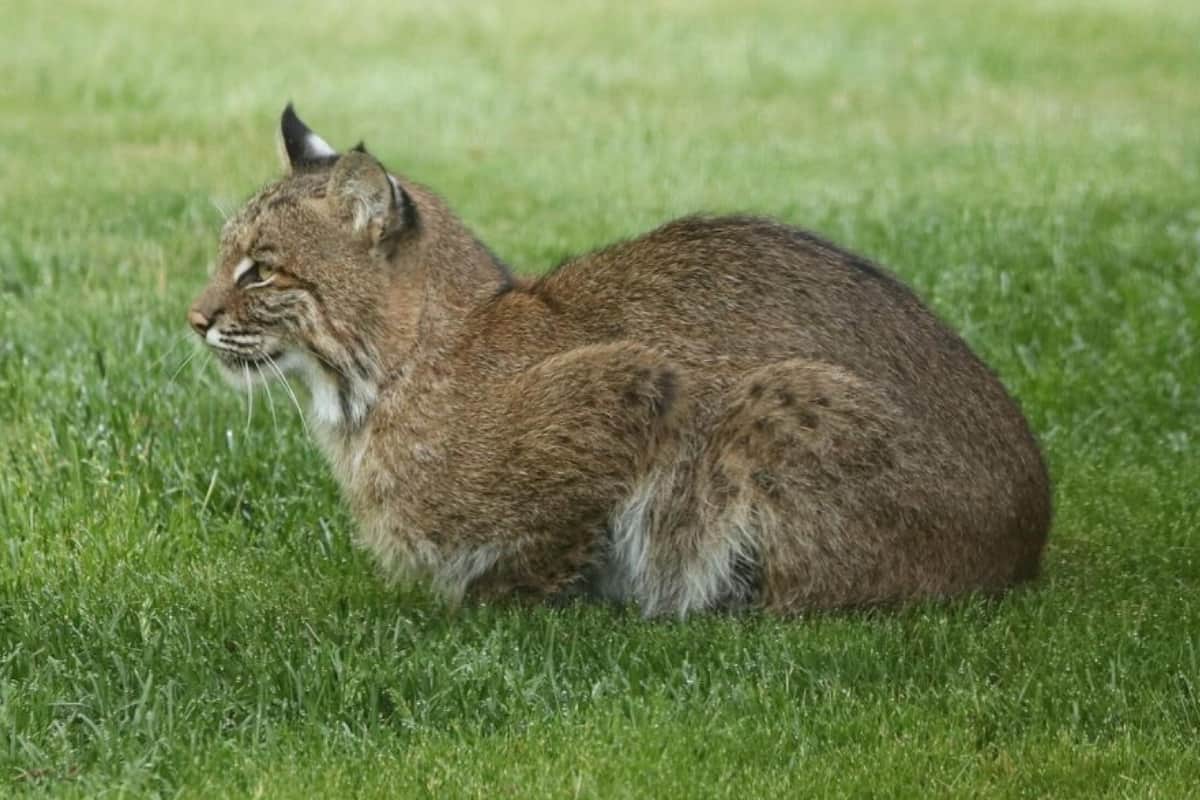 A bobcat in the grassland of NJ
