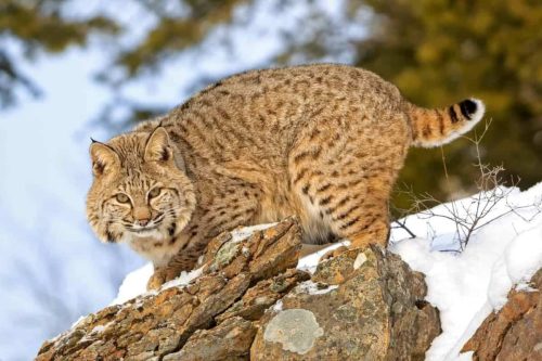 Types of Bobcats: Discovering the Different Bobcat Species