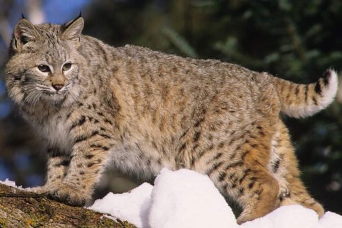 What do bobcats look like: Understanding the Anatomy of Bobcats