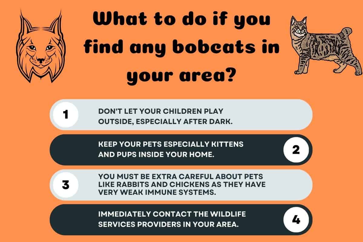 What should you do if you find any bobcats in your area? - inforaphics