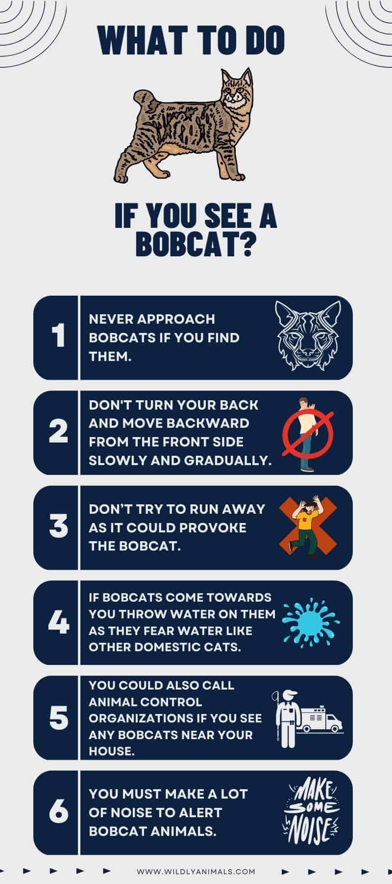 What to do if you see a bobcat - infographics