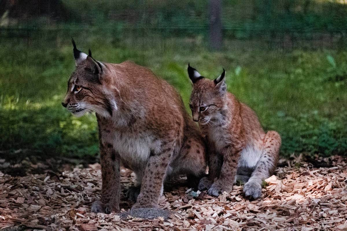 A bobcat mother with its kitten in forest.
