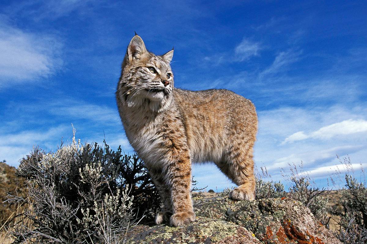 Bobcats live in grasslands, swamps, marshes, and deserts of the State.