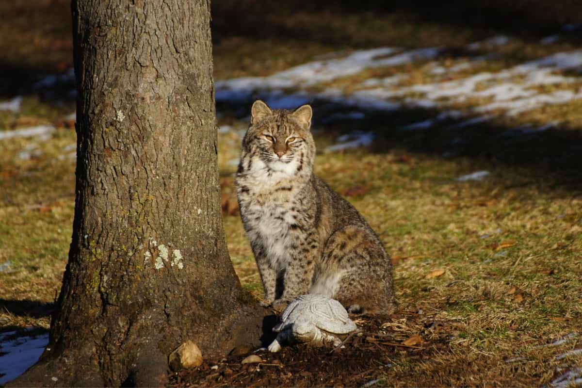 Why is bobcat endangered in some areas