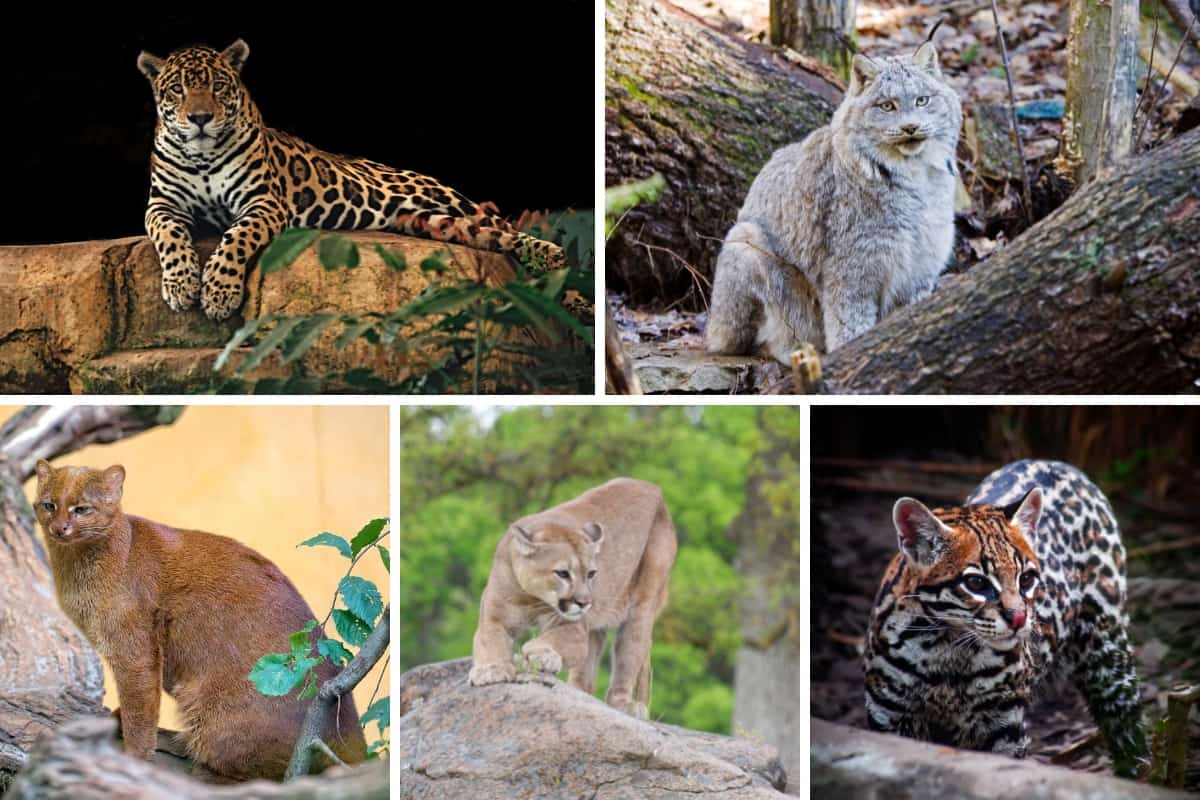 prominent Wild cats that live in the USA
