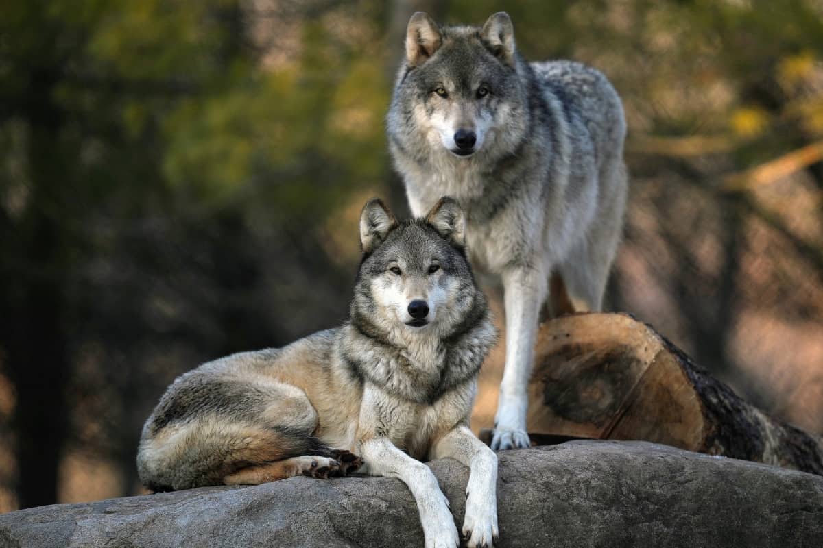 Wolves are prominent bobcat predators.